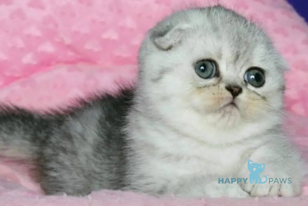 Cvetik Scottish Fold female black silver spotted tabby live animals