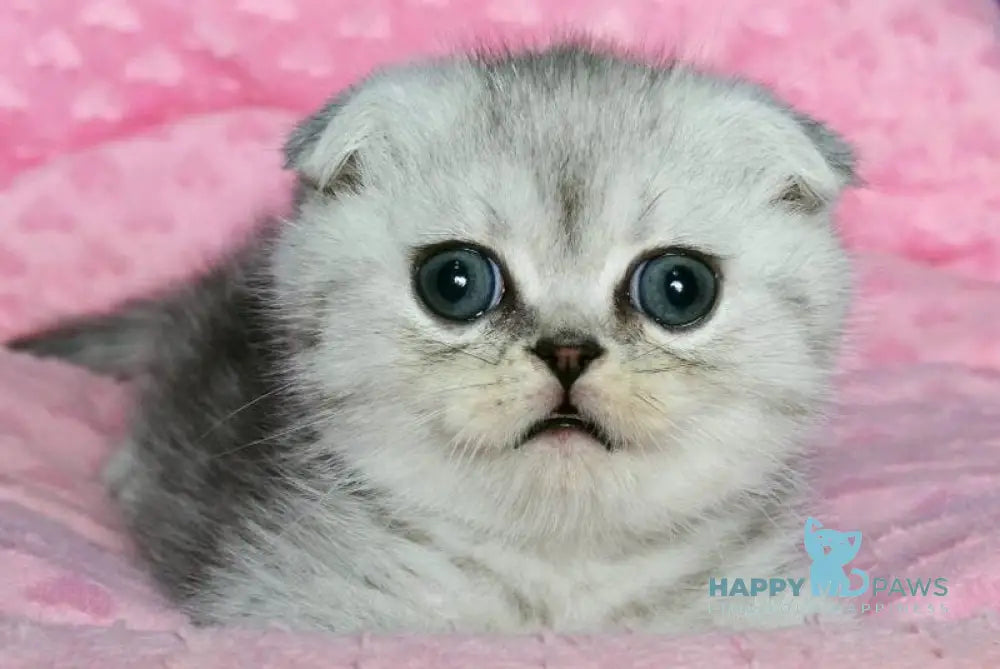 Cvetoslav Scottish Fold male black silver spotted tabby live animals