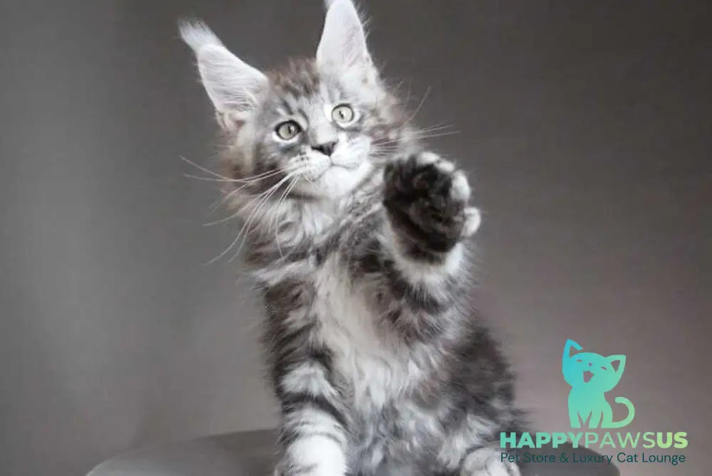 Cyclone Maine Coon male black silver tabby - live animals