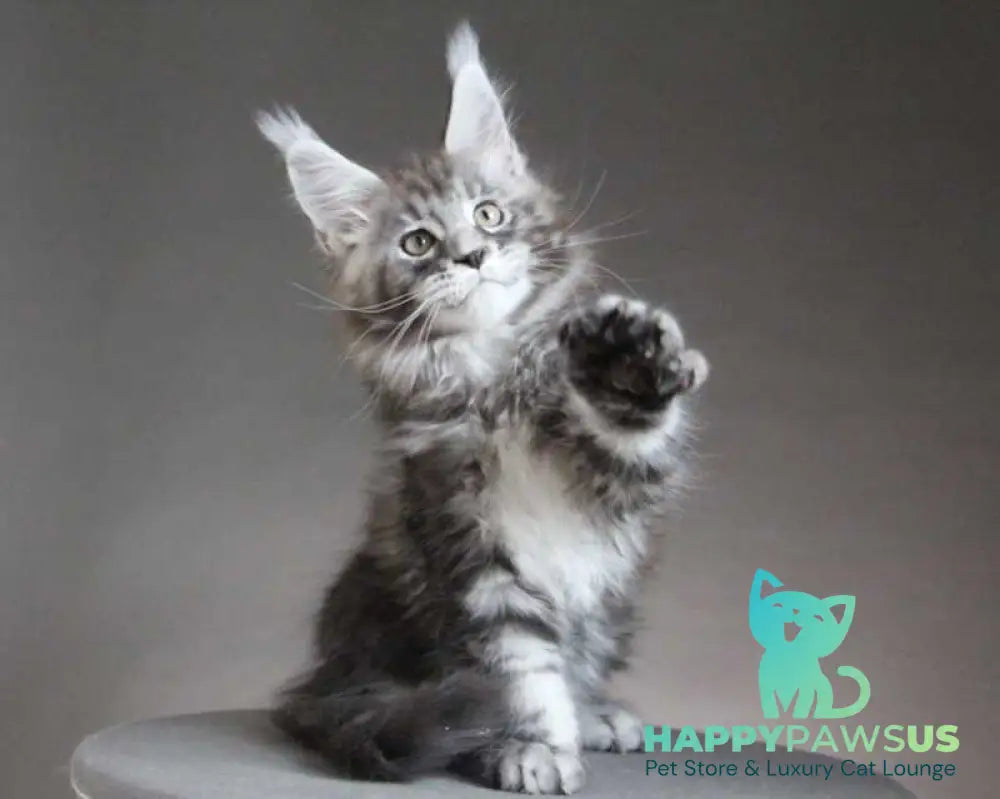 Cyclone Maine Coon male black silver tabby - live animals