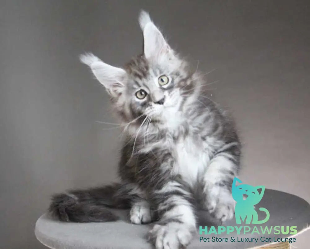 Cyclone Maine Coon male black silver tabby - live animals
