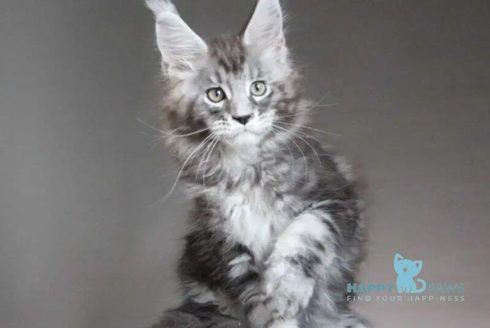 Cyclone Maine Coon male black silver tabby - live animals