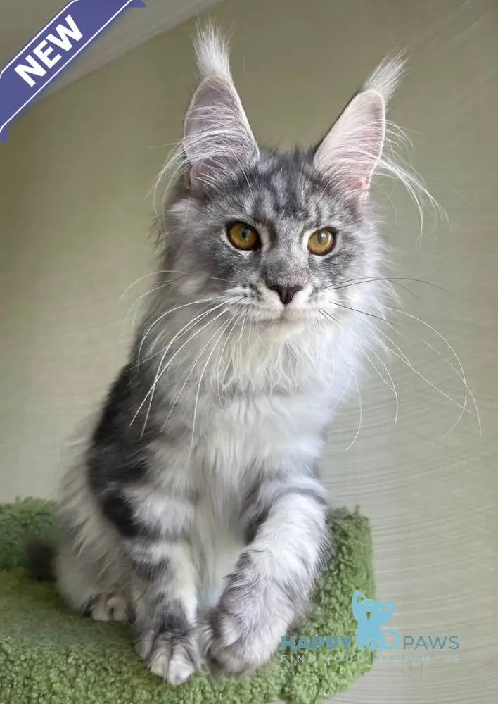 Cynthia Maine Coon female black silver tabby - live animals