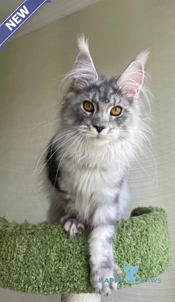Cynthia Maine Coon female black silver tabby - live animals