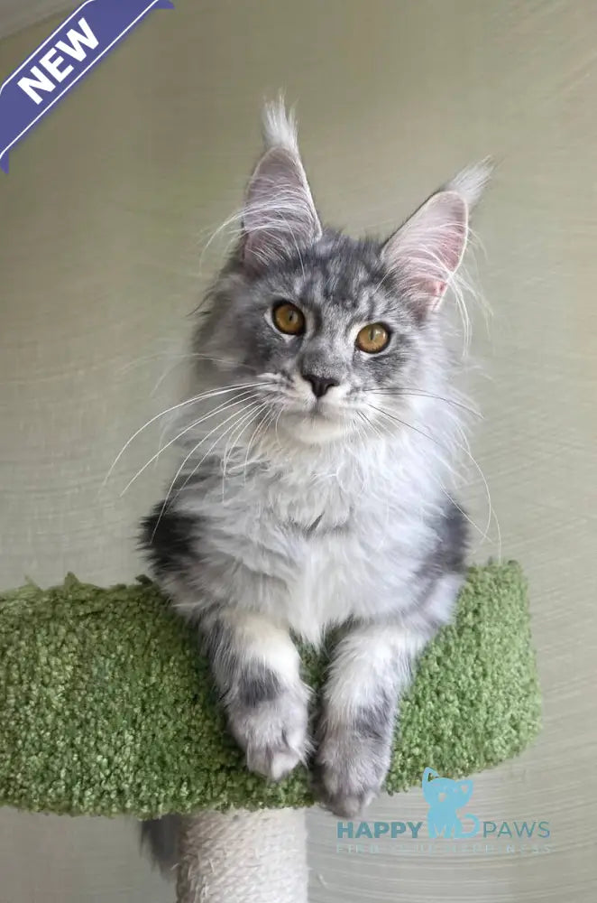 Cynthia Maine Coon female black silver tabby - live animals