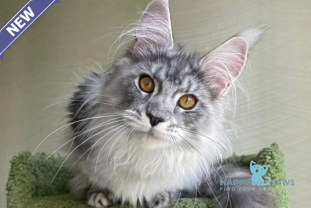 Cynthia Maine Coon female black silver tabby - live animals