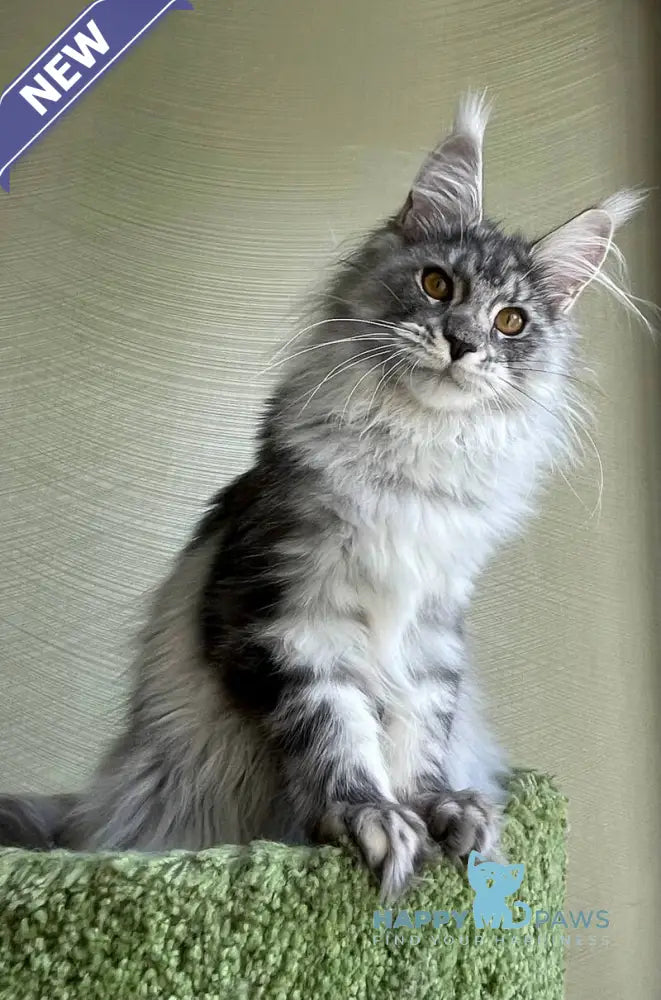 Cynthia Maine Coon female black silver tabby - live animals
