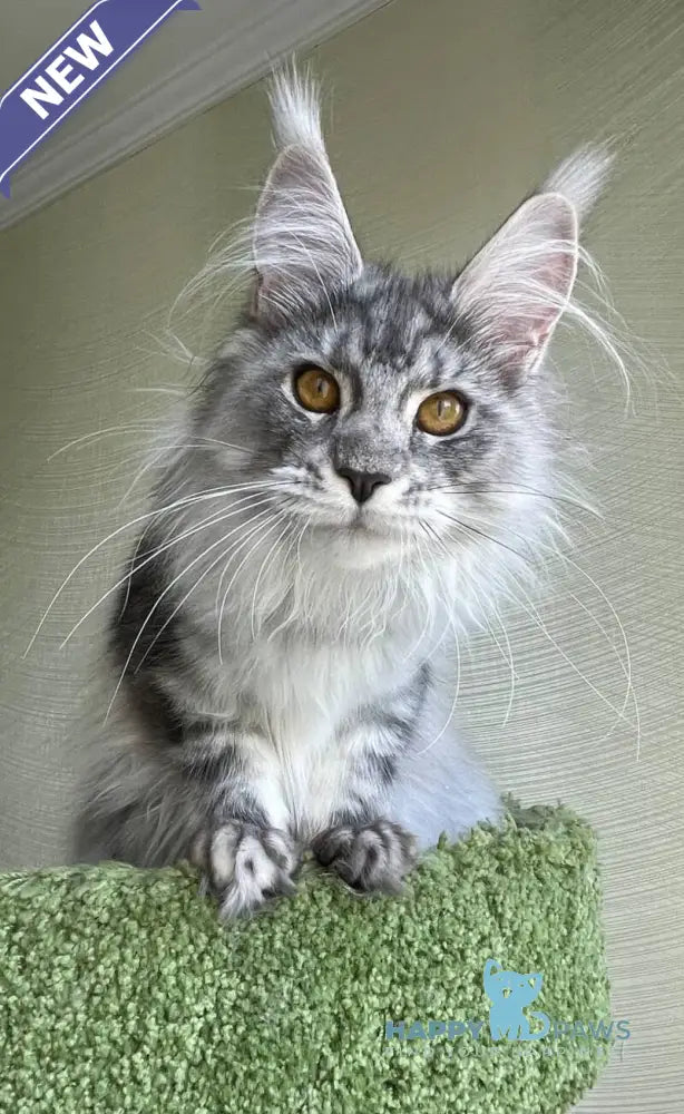 Cynthia Maine Coon female black silver tabby - live animals