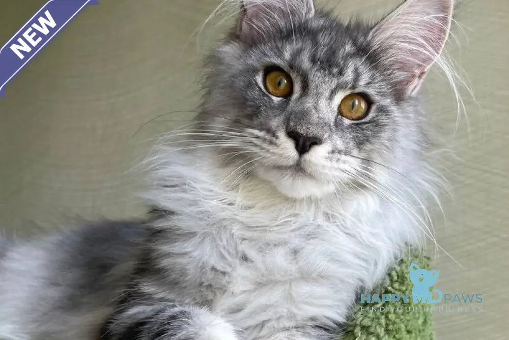 Cynthia Maine Coon female black silver tabby - live animals