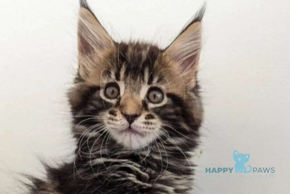 Cynthia Maine Coon female black tabby live animals