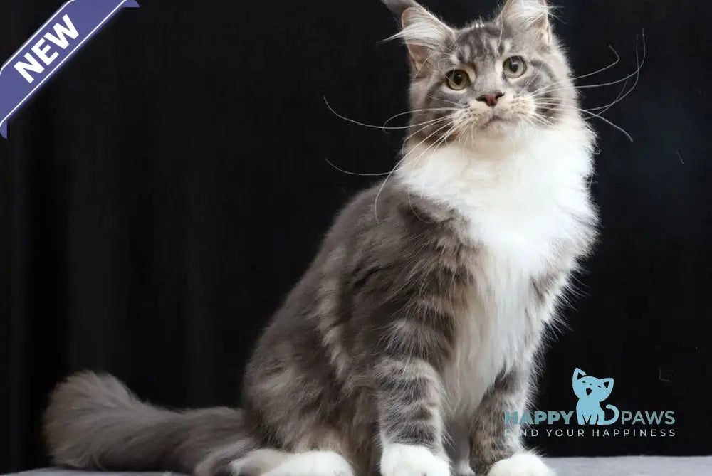 Cyril Maine Coon male blue tabby bicolour live animals