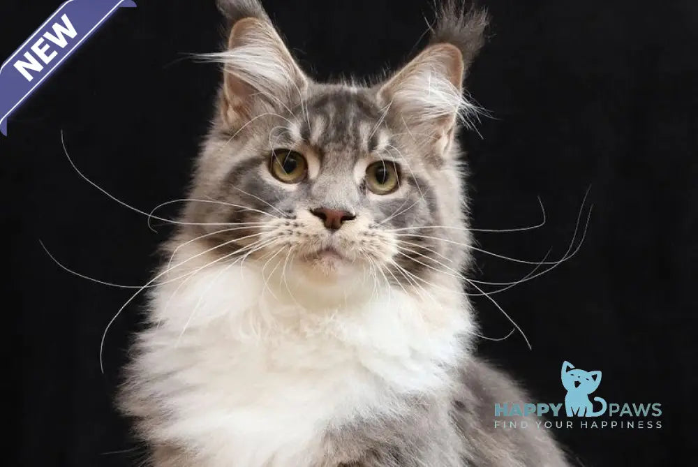 Cyril Maine Coon male blue tabby bicolour live animals