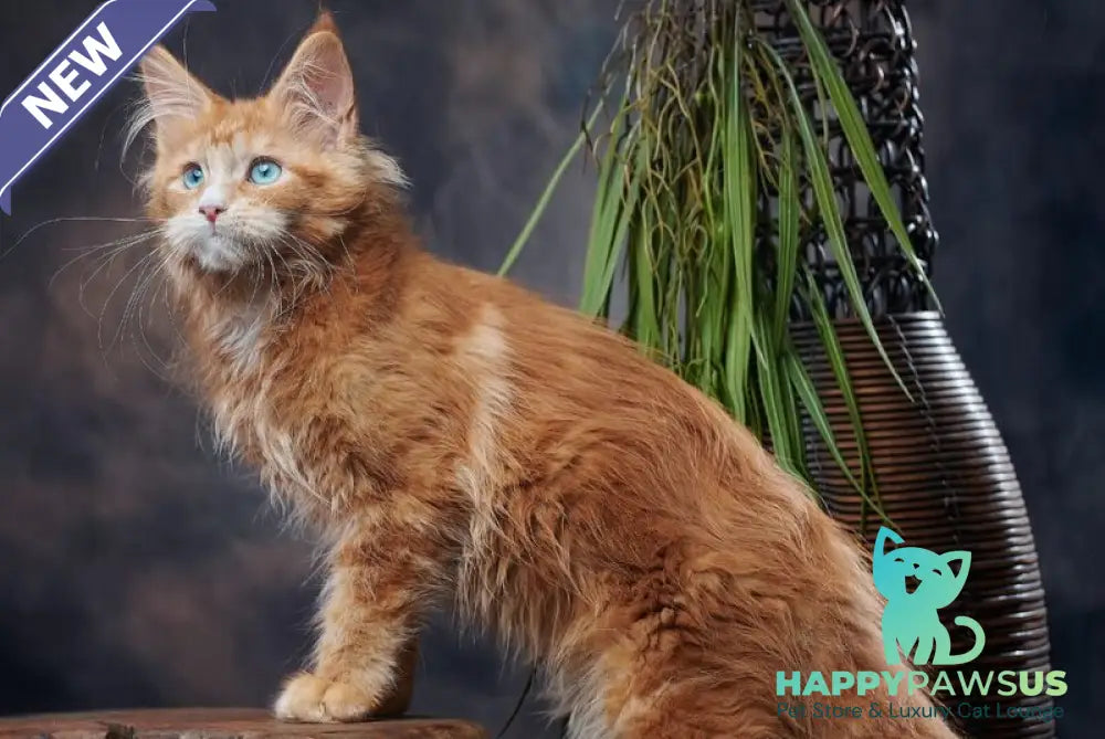 Dacota Maine Coon female red tabby bicolour - live animals