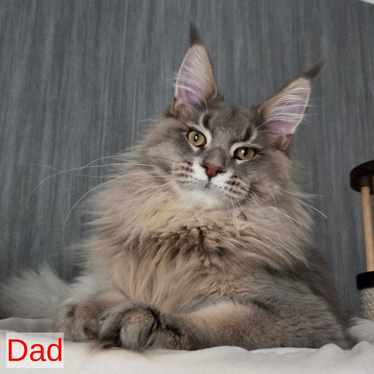 Serega Maine Coon male, black ticked tabby