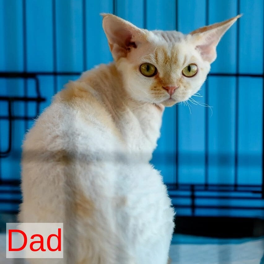 Edgar Devon Rex male, red bicolour tabby