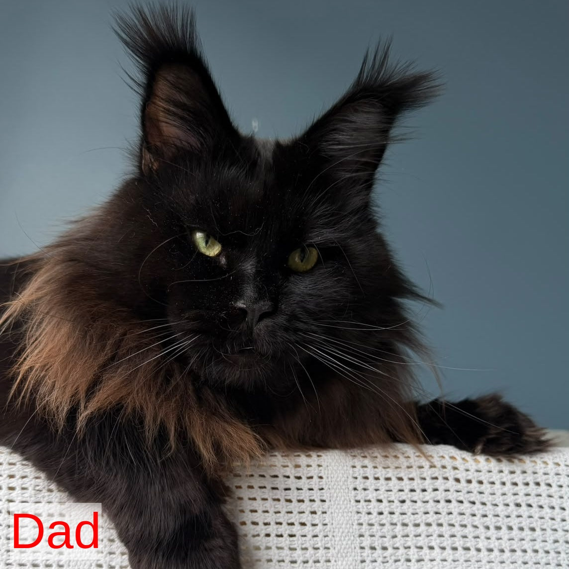 Urfin Maine Coon polydactyl male, red silver with white tabby