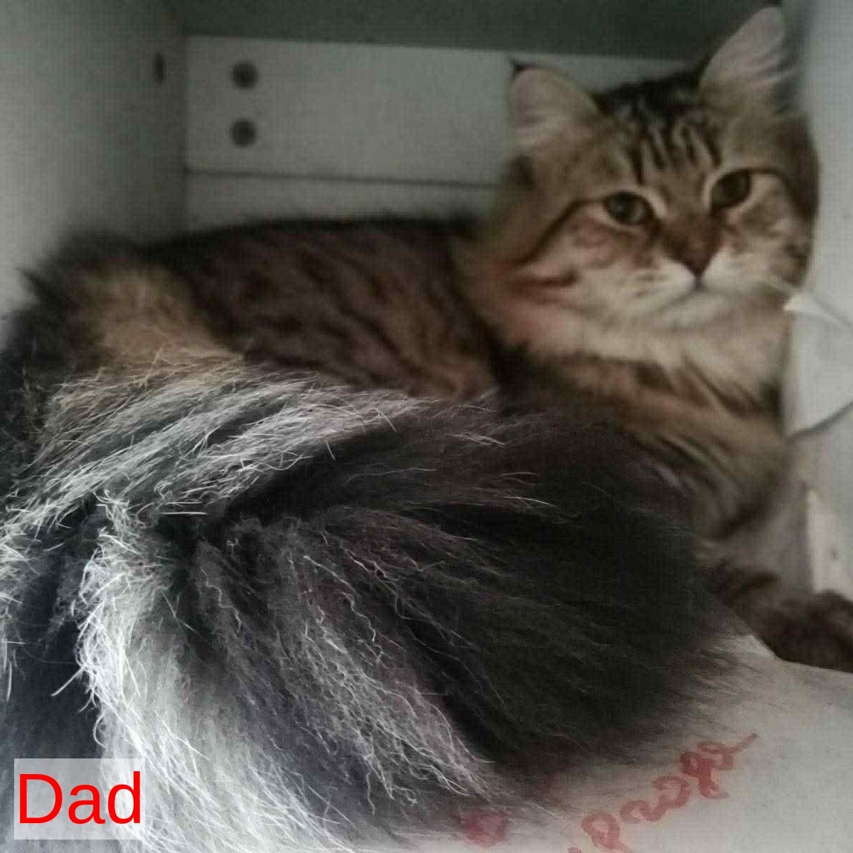 Kvetka Siberian female, black tortie tabby bicolour