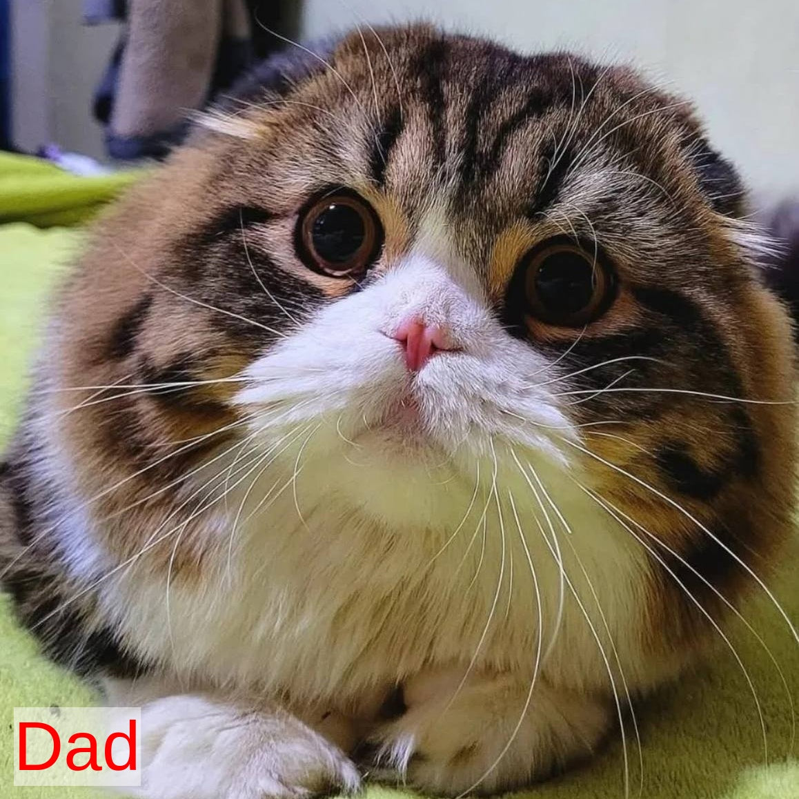 Lusya Scottish Fold female, black spotted tabby
