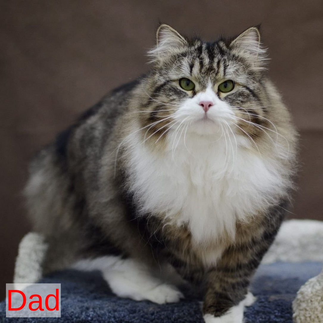 Lika Siberian female, black tabby pointed with white