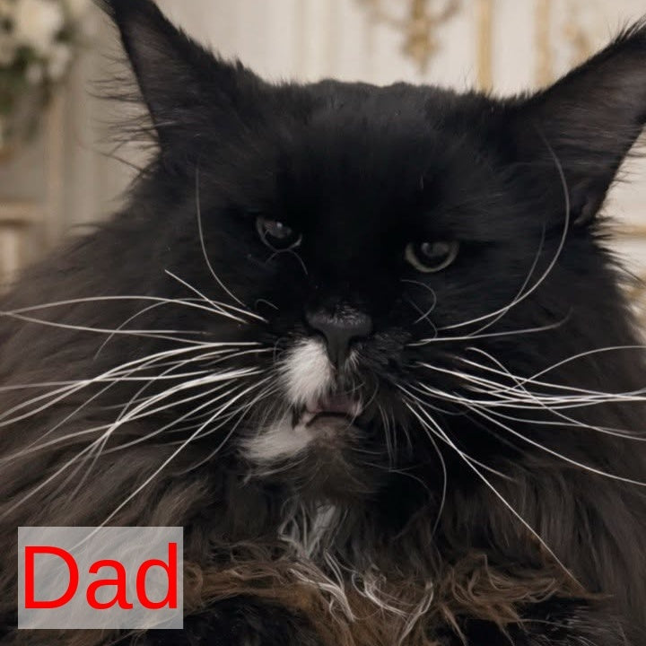 Yeremey Maine Coon polydactyl 6x6x6x6 male, blue