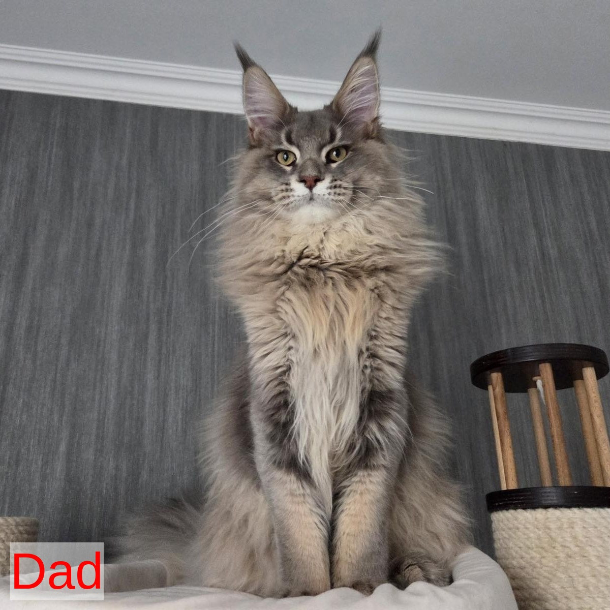 Twix Maine Coon male, red ticked tabby