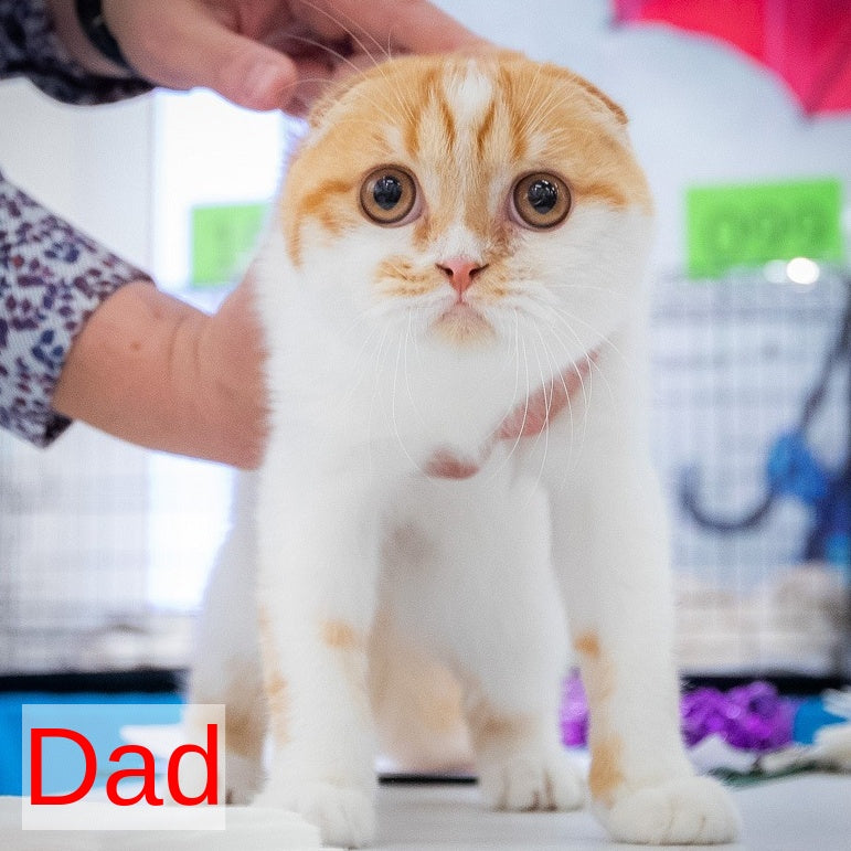 Kubishka Scottish Fold female, black tortie spotted tabby bicolour