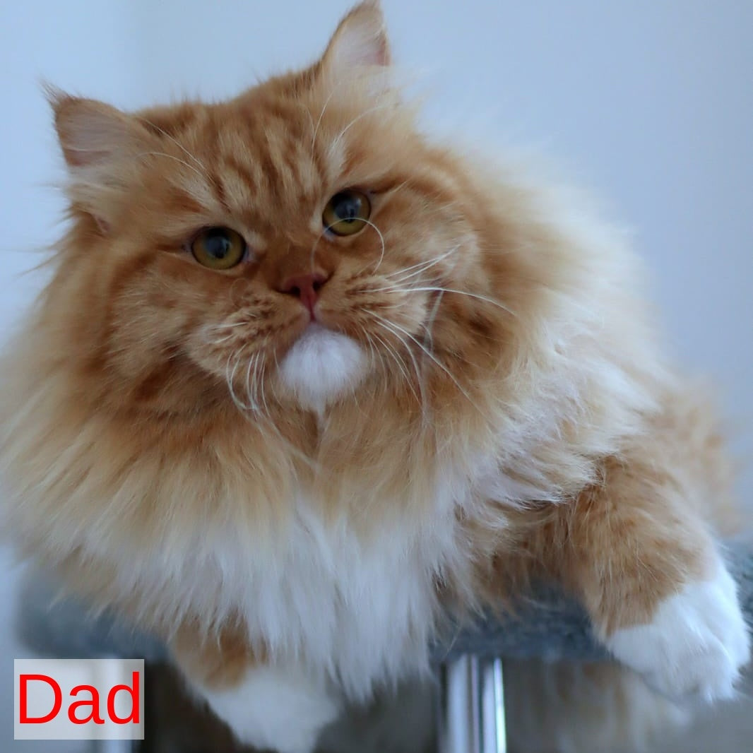 IrtyshIrtysh Siberian male, blue with white spotted tabby