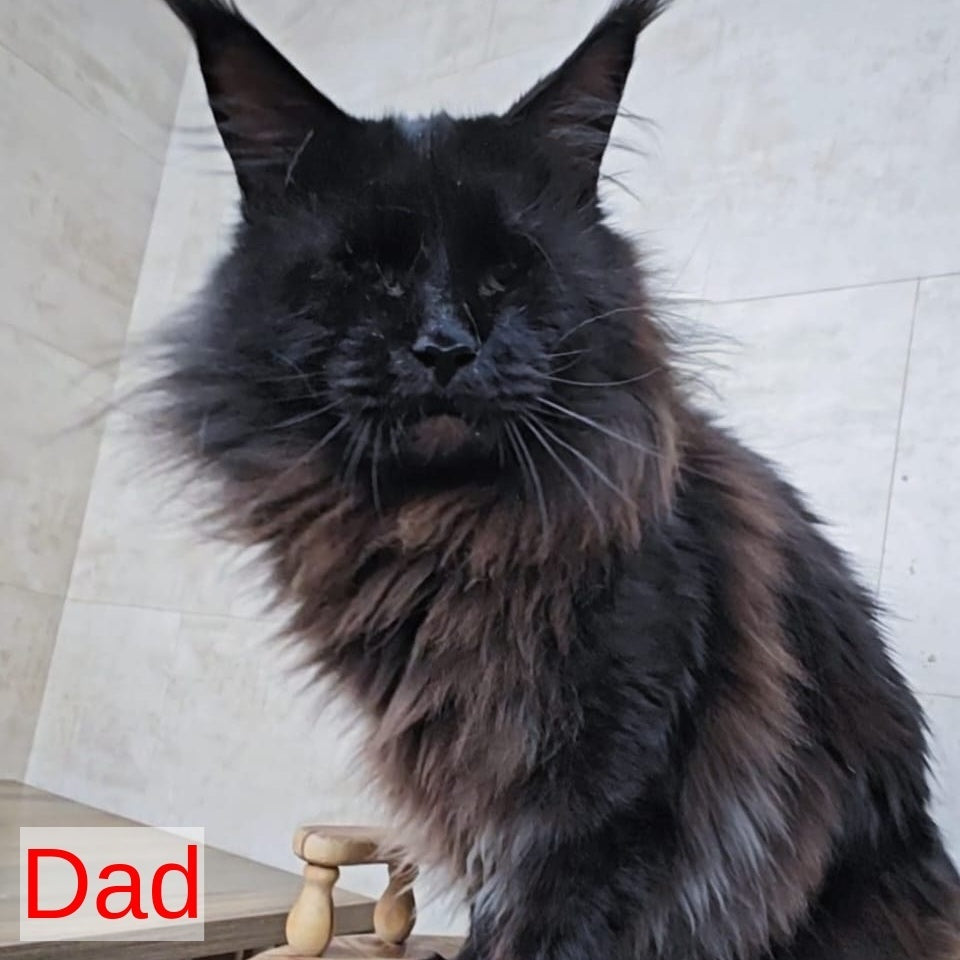 Rich Maine Coon male, black