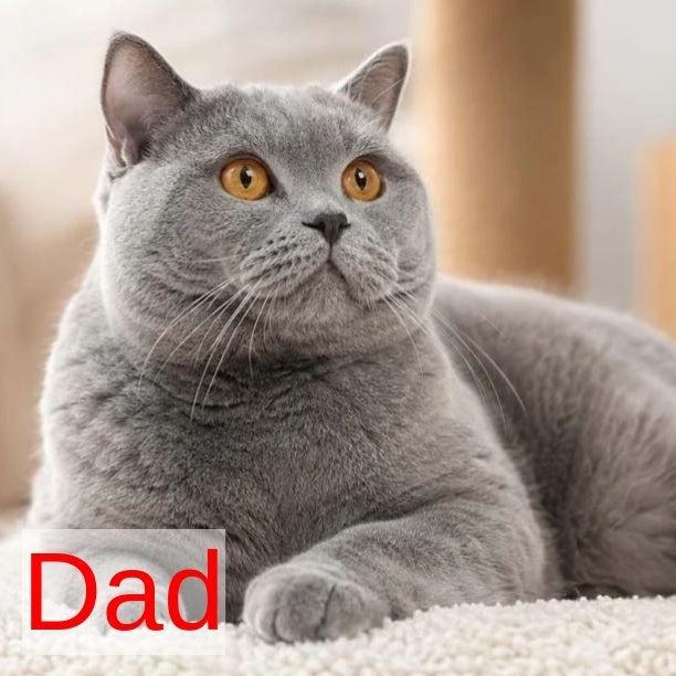 Yustina Scottish Fold female, blue