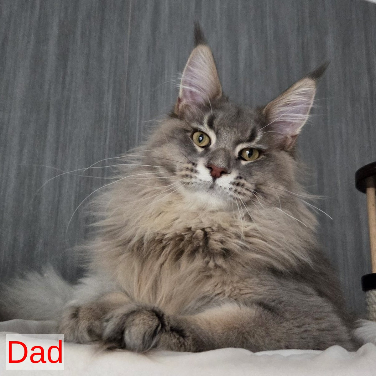 Volk Maine Coon male, black