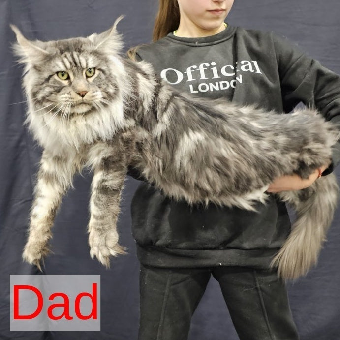 Silver Maine Coon male, black silver