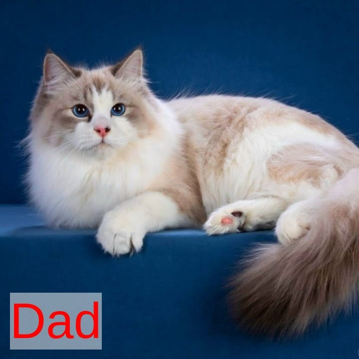 Oscar Siberian male, blue with white tabby pointed
