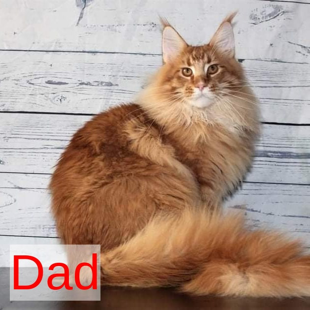 Wonder Maine Coon male, red ticked tabby