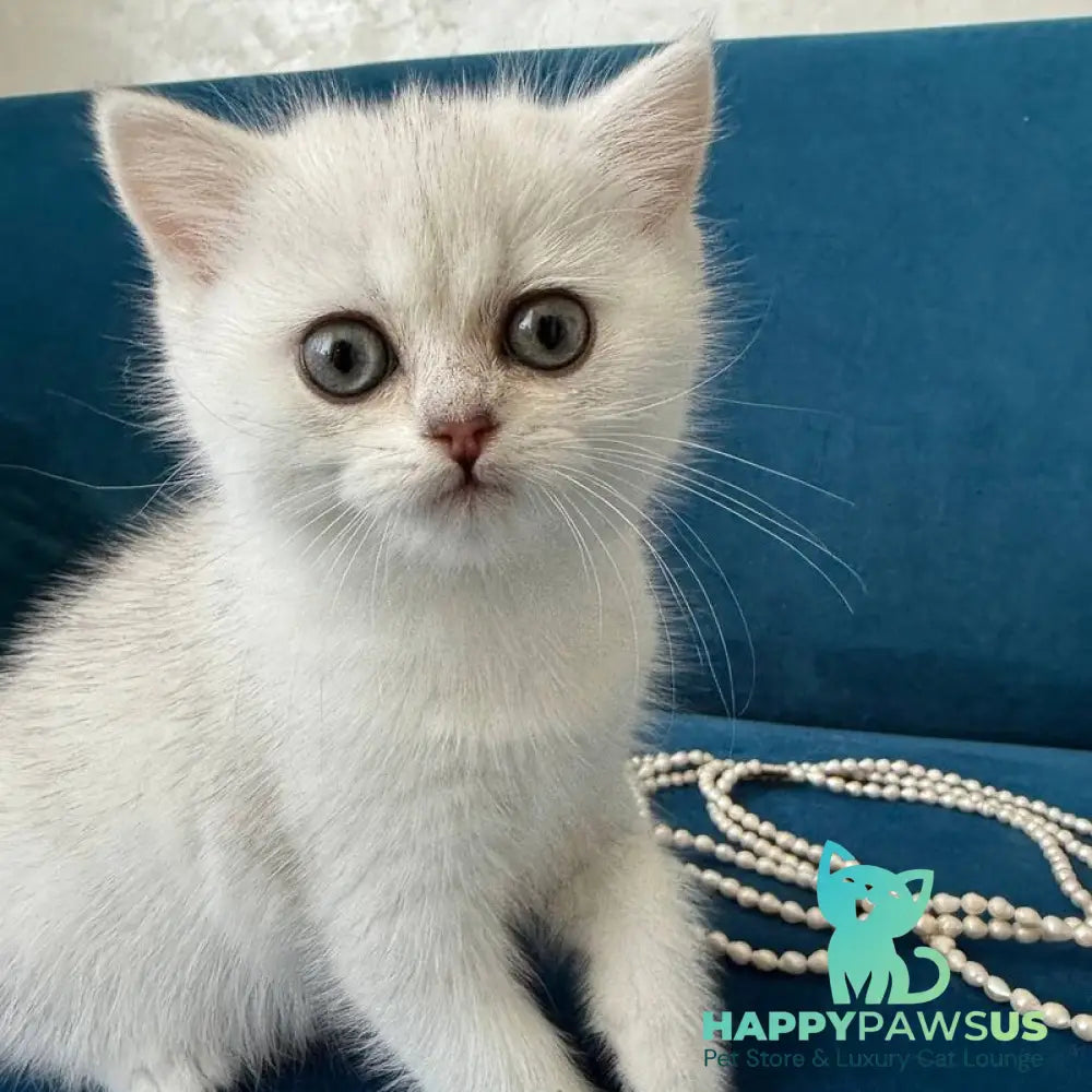 Daenerys British Shorthair female black silver chinchilla - live animals
