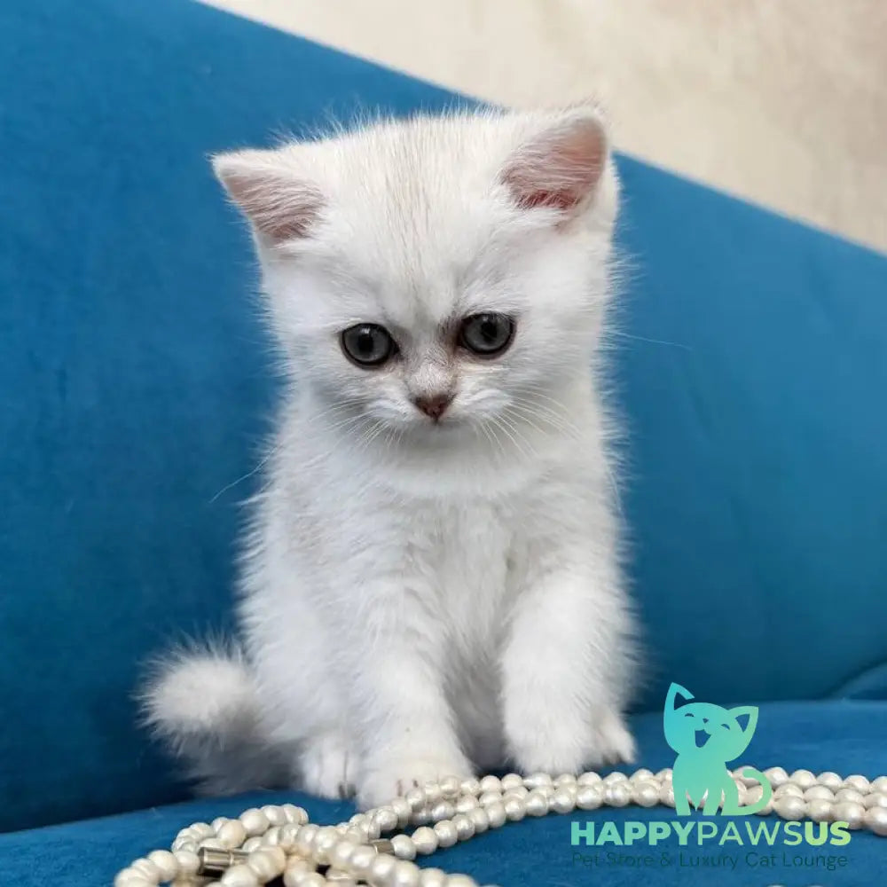 Daenerys British Shorthair female black silver chinchilla - live animals