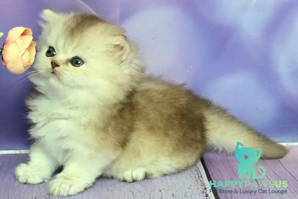 Daeron Munchkin male chocolate silver shaded live animals