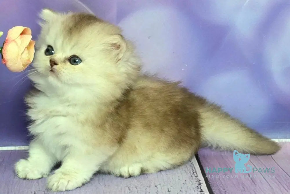 Daeron Munchkin male chocolate silver shaded live animals