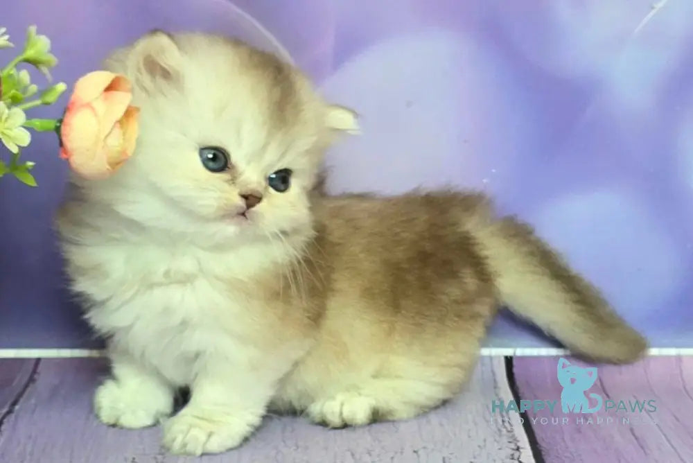 Daeron Munchkin male chocolate silver shaded live animals