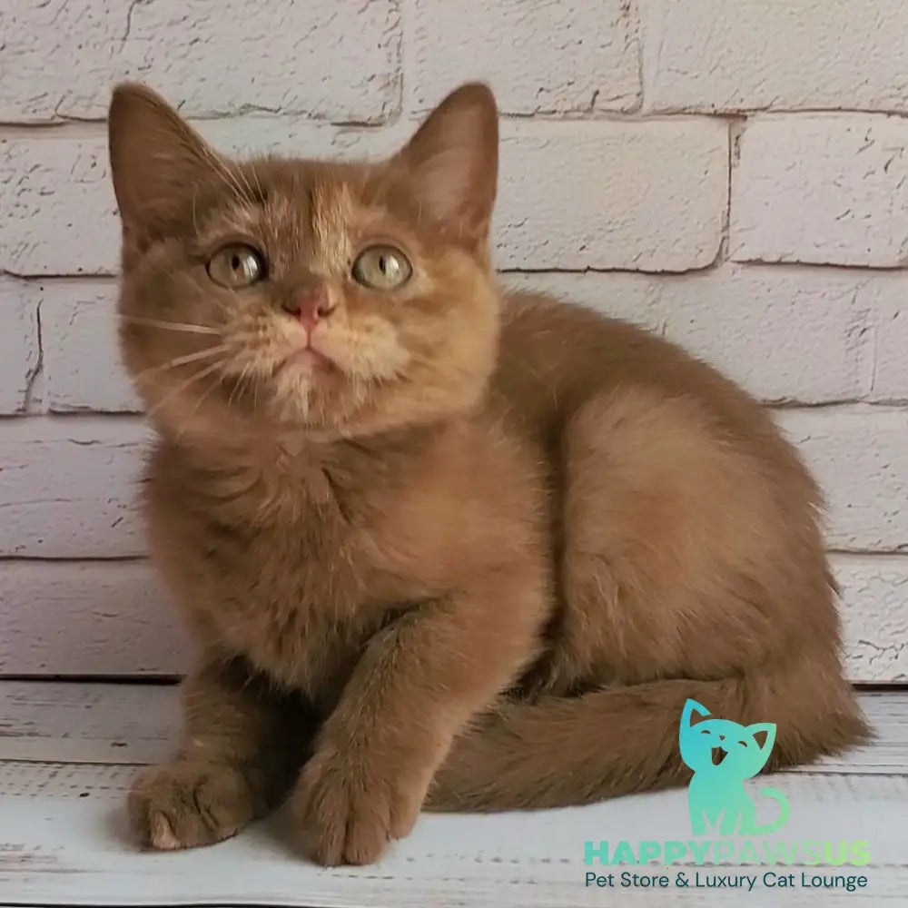 Daffy British Shorthair female cinnamon tortie - live animals