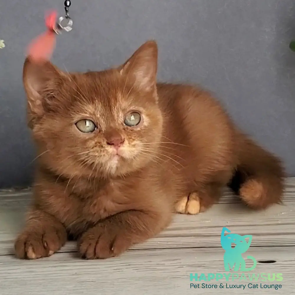 Daffy British Shorthair female cinnamon tortie - live animals