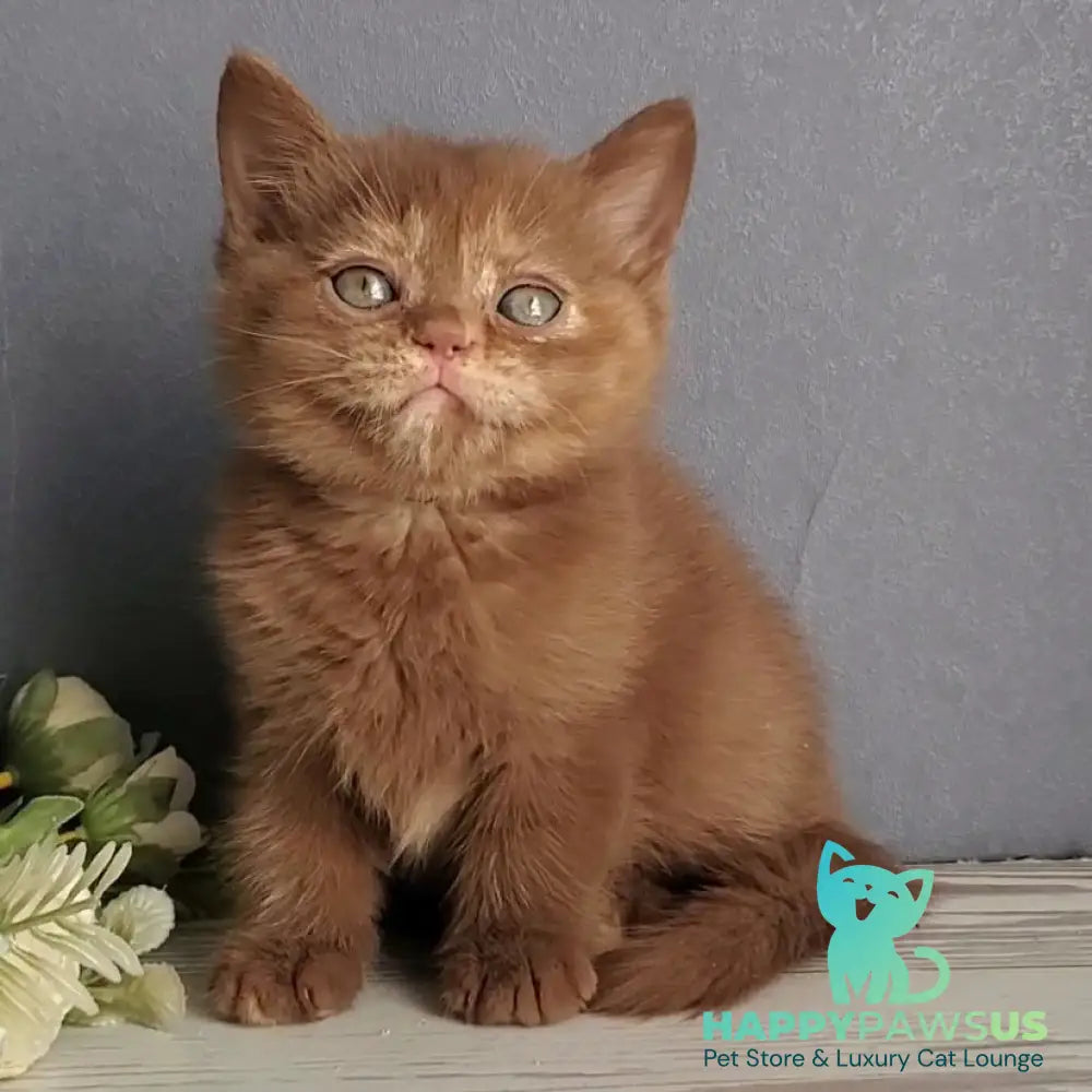 Daffy British Shorthair female cinnamon tortie - live animals