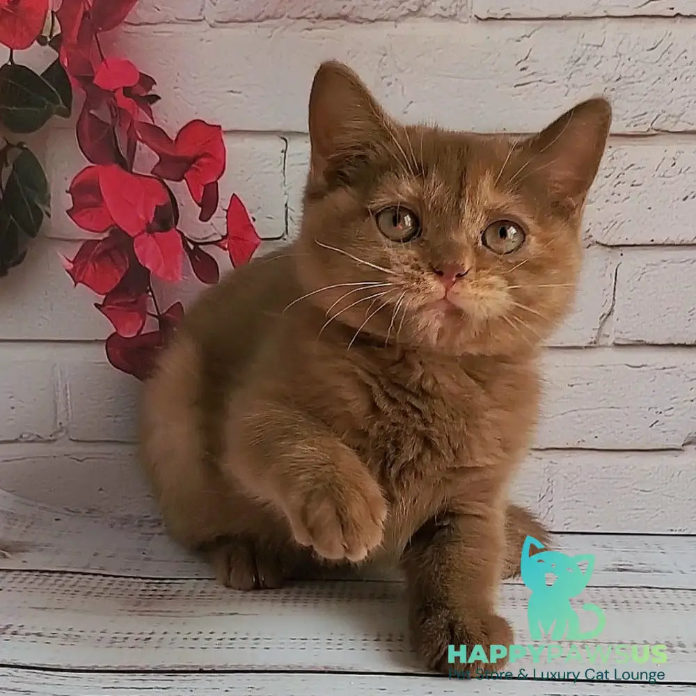 Daffy British Shorthair female cinnamon tortie - live animals