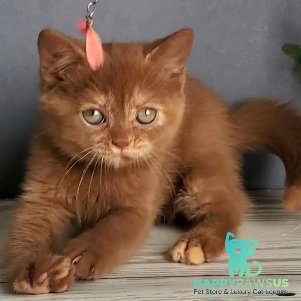 Daffy British Shorthair female cinnamon tortie - live animals