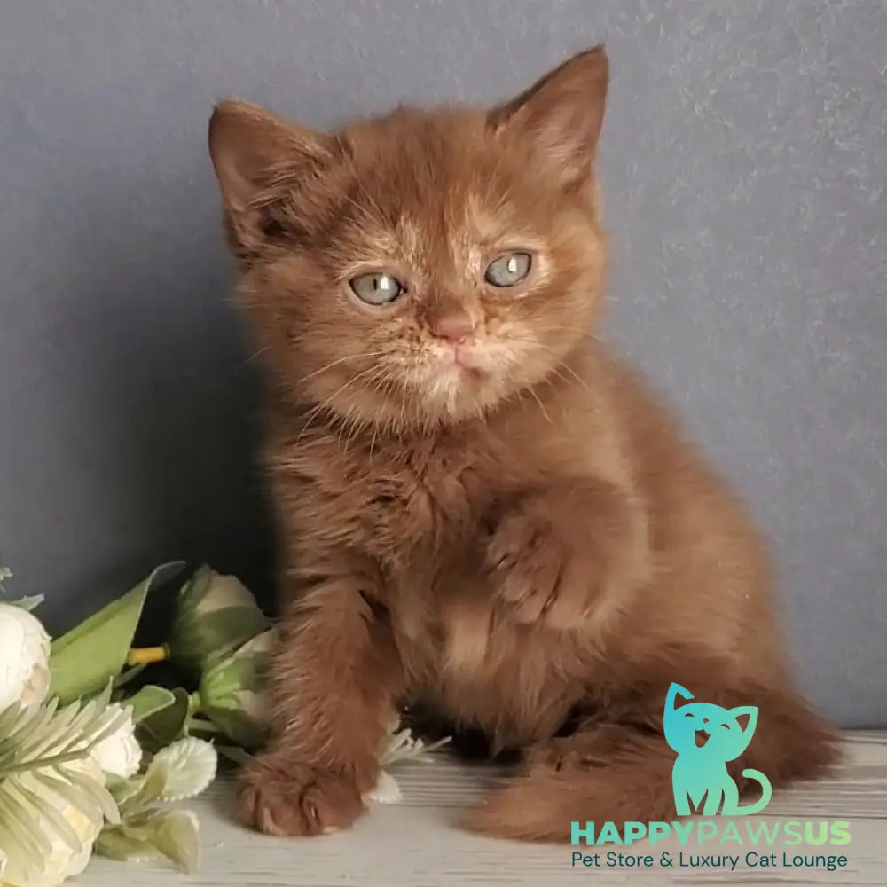 Daffy British Shorthair female cinnamon tortie - live animals