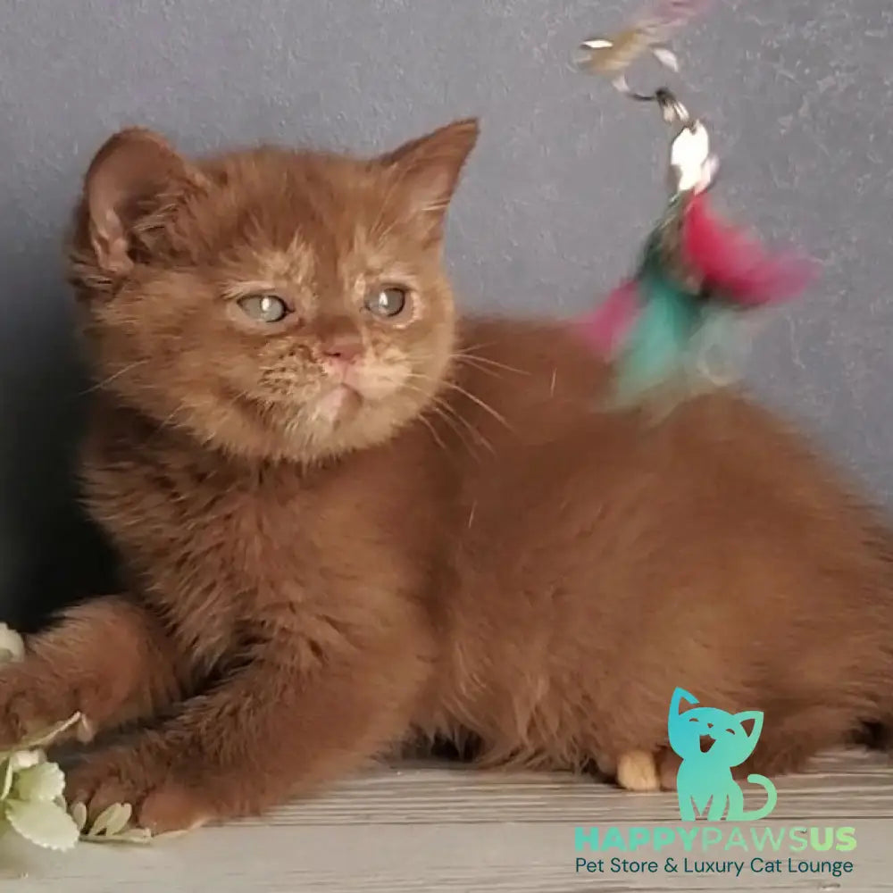 Daffy British Shorthair female cinnamon tortie - live animals