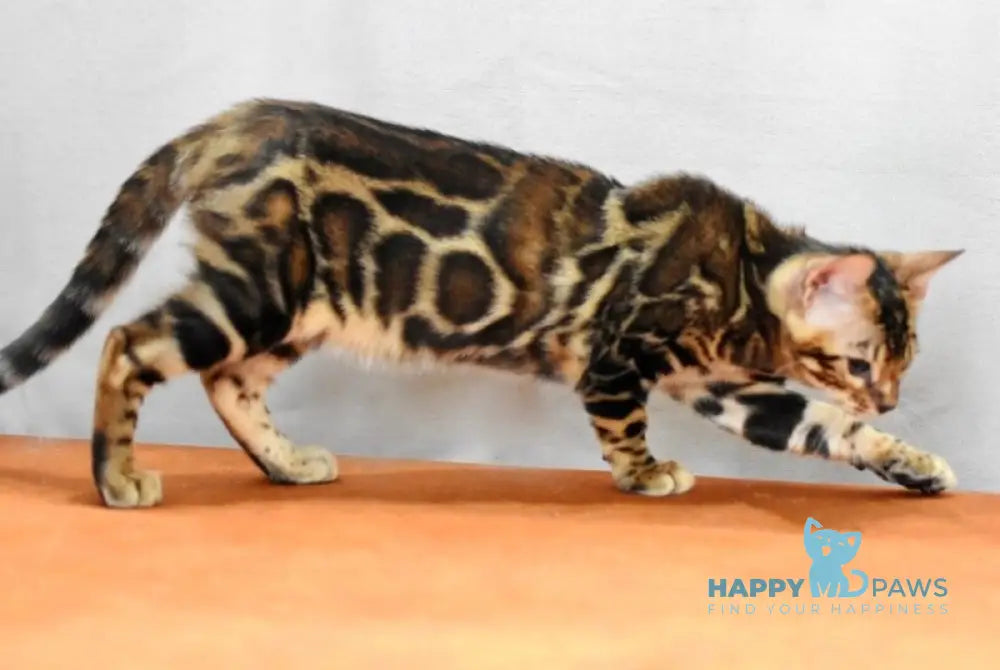 Dafna Bengal female black spotted tabby live animals