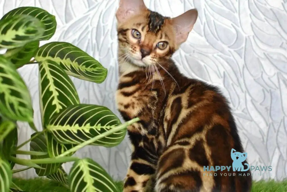 Dafna Bengal female black spotted tabby live animals