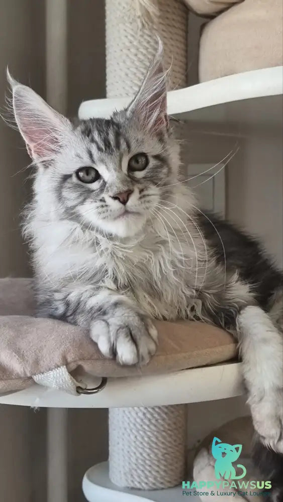 Dafna Maine Coon female black silver tabby - live animals