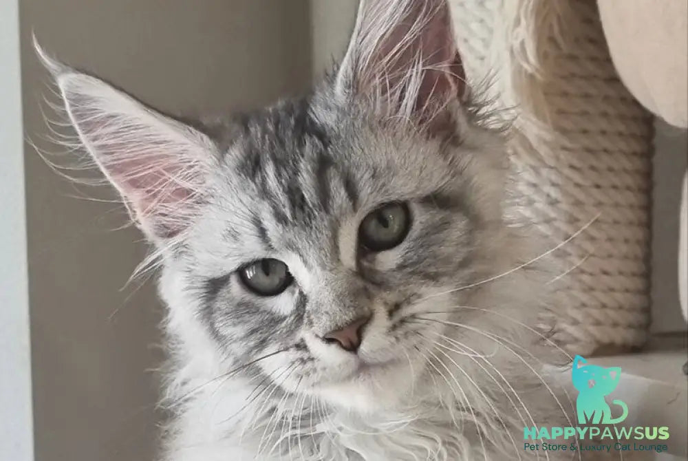 Dafna Maine Coon female black silver tabby - live animals