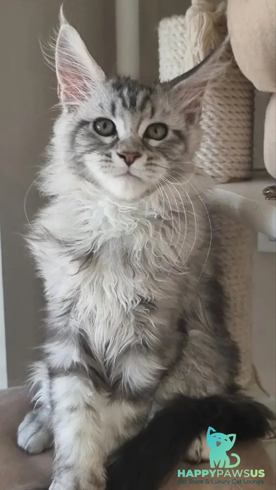 Dafna Maine Coon female black silver tabby - live animals